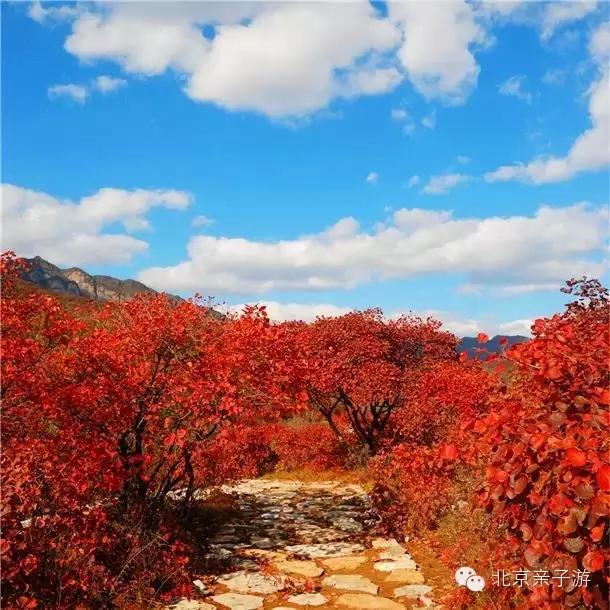 金秋十月，北京周边赏秋必去的景点！