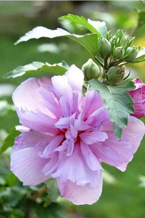 http://mmbiz.qpic.cn/mmbiz_jpg/0ENc3xLVX0GwY66z9ibGVJ0x5xOql15ciacABJ6fI3vByagPbRUJjl5N1KJsqTMBzTzp5bPG2EianvInaVQQ7ZbRw/640?