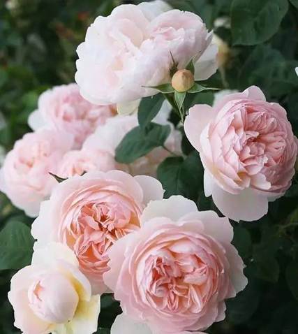 http://mmbiz.qpic.cn/mmbiz_jpg/0ENc3xLVX0Eq6mXciceiaN1ibcXZg95pgyg4oZ7NbDxARAicaXWbCcPTicyJXJPMnpkuWSgaAhibGCOQXh5nDNB8IwgQ/640?