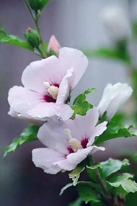 http://mmbiz.qpic.cn/mmbiz_jpg/0ENc3xLVX0GwY66z9ibGVJ0x5xOql15ciarxA5hibx7BgLXIk853Iw4DDjsX0ia8VLNZibm4xPicnGuZx6emSwqkowJg/640?