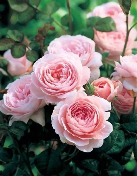 http://mmbiz.qpic.cn/mmbiz_jpg/0ENc3xLVX0Eq6mXciceiaN1ibcXZg95pgyg84cuicFLnVFHiaJtuTAG3P3cpkVZ0pK9TxNRP6F5QzIugxaeoKG5LlzA/640?